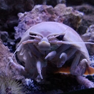isopod #MisInput