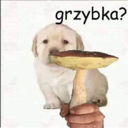 Franonek