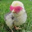 M.R Chiken