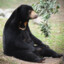 Sun Bear