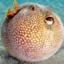 Pufferfish