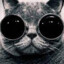 El gatito
