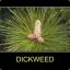 DicK_Weed