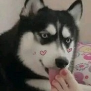 智慧的卡皮巴拉