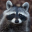 Raccoon