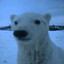 PolarBear