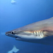 kucharzantek skins.army