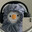 Taro Milk Tea's Avatar