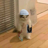 Kutlesha