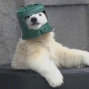 Urso Polar Soviético