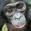 Bonoboツ
