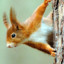 fflwffysquirrel