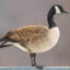A Canadian Goose.