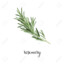 Rosemary