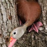 WoodenDuck