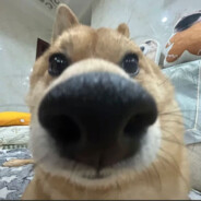 端庄沉稳开朗大男孩