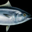 Bluefin-Tuna
