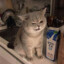 aww rootbeer