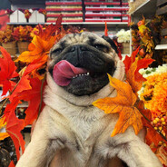 spooky scary skeletons