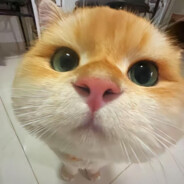 不吃香菜（不考研版）