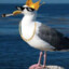 Seagull