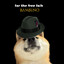 Bambino
