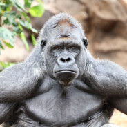 Apoloniusz na wkurwie