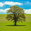 JusaTree