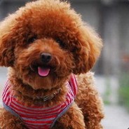 只有老丁才能天胡