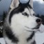 Stille Husky