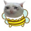 Cat Bee