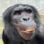 ape with a keyboard