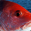 Red Snapper