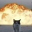 cat walking away from explosion