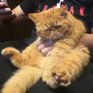 疯颠颠的小鸭子