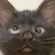 被我打死了是吧