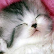 твой котик! <3