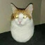 anormal cat