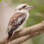birdlover's avatar