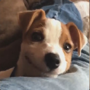 Шумпэтер (tearmyligament