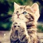 This Wild Life