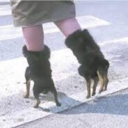 furry crocs