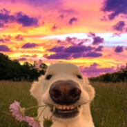 buzz_leuter - steam id 76561199436301060