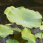 花好月圆不游戏在吉他