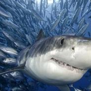 鲨鱼辣椒启动超级变化形态