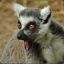 Лемур