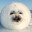 Mr. Seal™