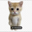 EL Gato The Real Cat