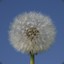 Pusteblume