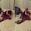 有只猫萌萌